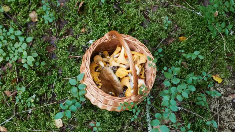 Rugpjūčio grybavimas: kaip pasiruošti saugiai ir taupiai