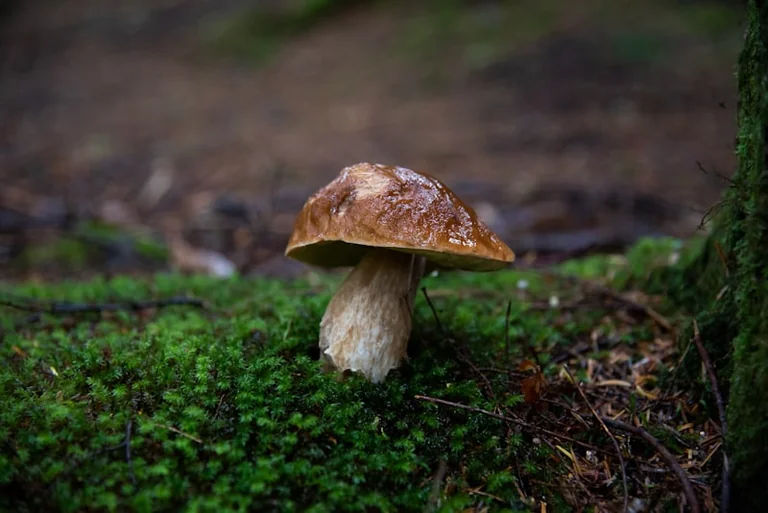Rugpjūčio grybavimas: kaip pasiruošti saugiai ir taupiai