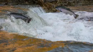 Lašiša šokinėja per sraunią upę, prasidėjus rudens migracijos ir neršto laikotarpiui.