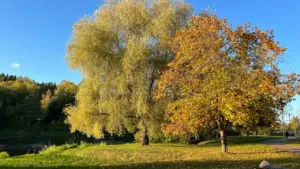 Spalvingi rudenėjantys medžiai Lietuvos parke, primenantys artėjantį vėsesnių orų sezoną.