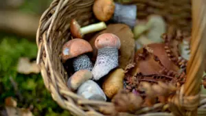Pinta pintinė su ką tik miške surinktais šviežiais rudens grybais