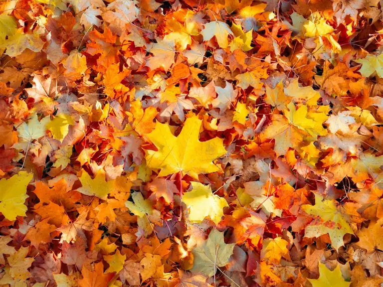 Sapnas apie krintančius lapus: pokyčių ir rudens ženklai