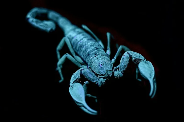 Spalio 26-osios horoskopas: vienas aiškus pirmadienio prioritetas
